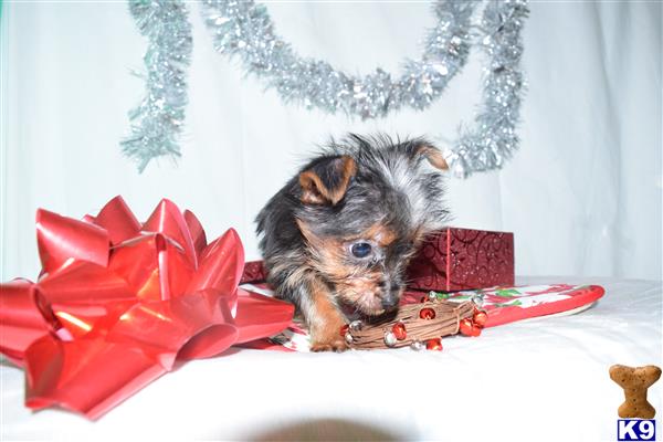 dandg Picture 3